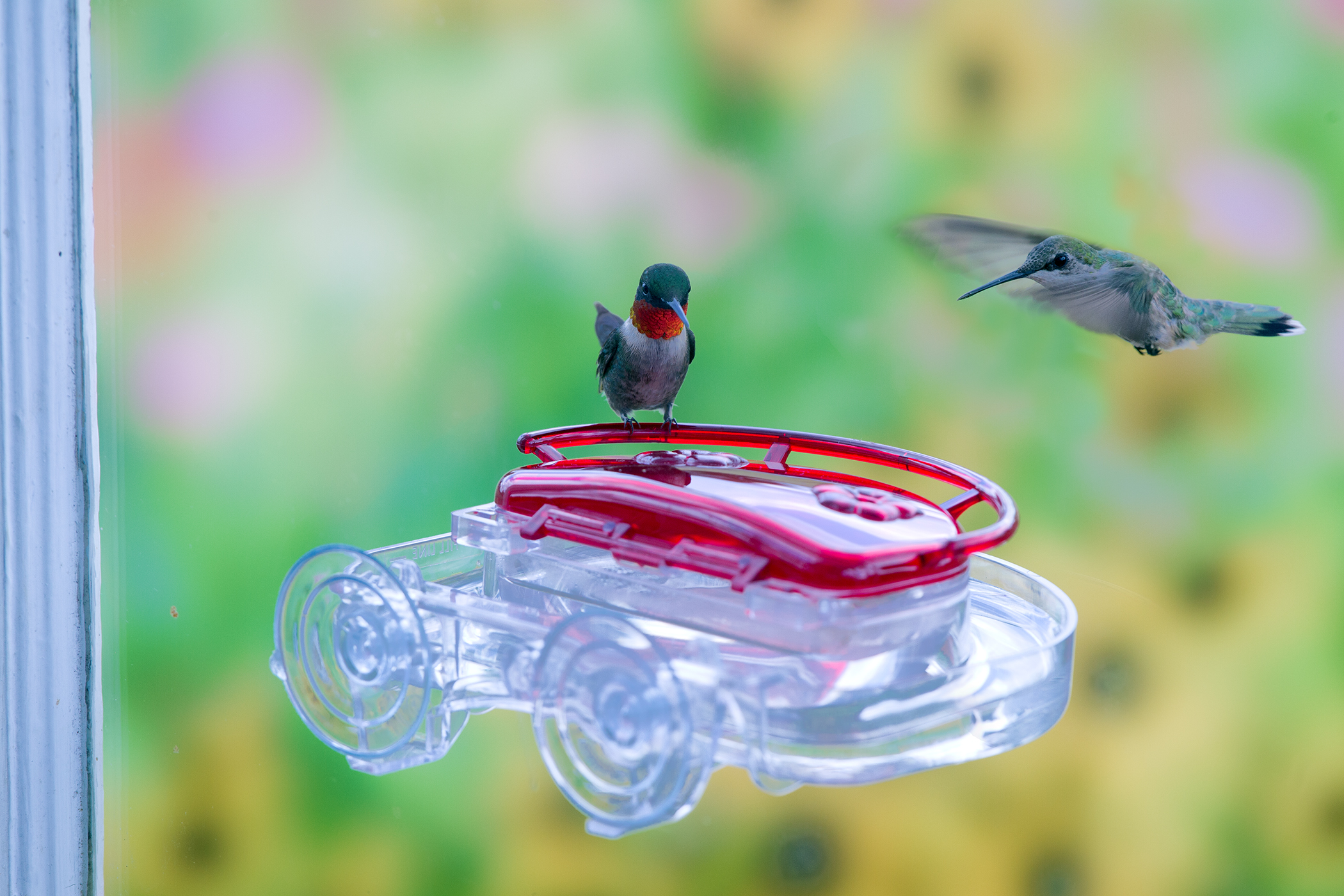 thumbnail image 2 of Aspects Jewel Box Window Hummingbird Feeder #407 With Ant Moat – 8 Oz, Clear 2 of 5